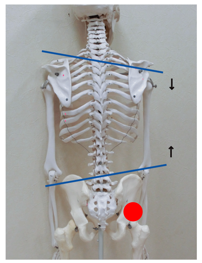 http://www.hstp.org/cs/%E5%8F%B3%E8%85%B0%E4%B8%8A%E3%81%8C%E3%82%8A%E3%80%80%E5%8F%B3%E8%82%A9%E3%81%95%E3%81%8C%E3%82%8A.gif