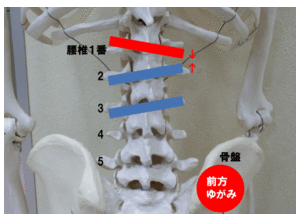 腰椎2.gif