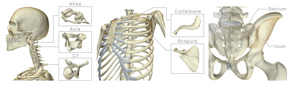 骨格矯正や骨格調整の方法をお探しなら | HSTI骨格調整法